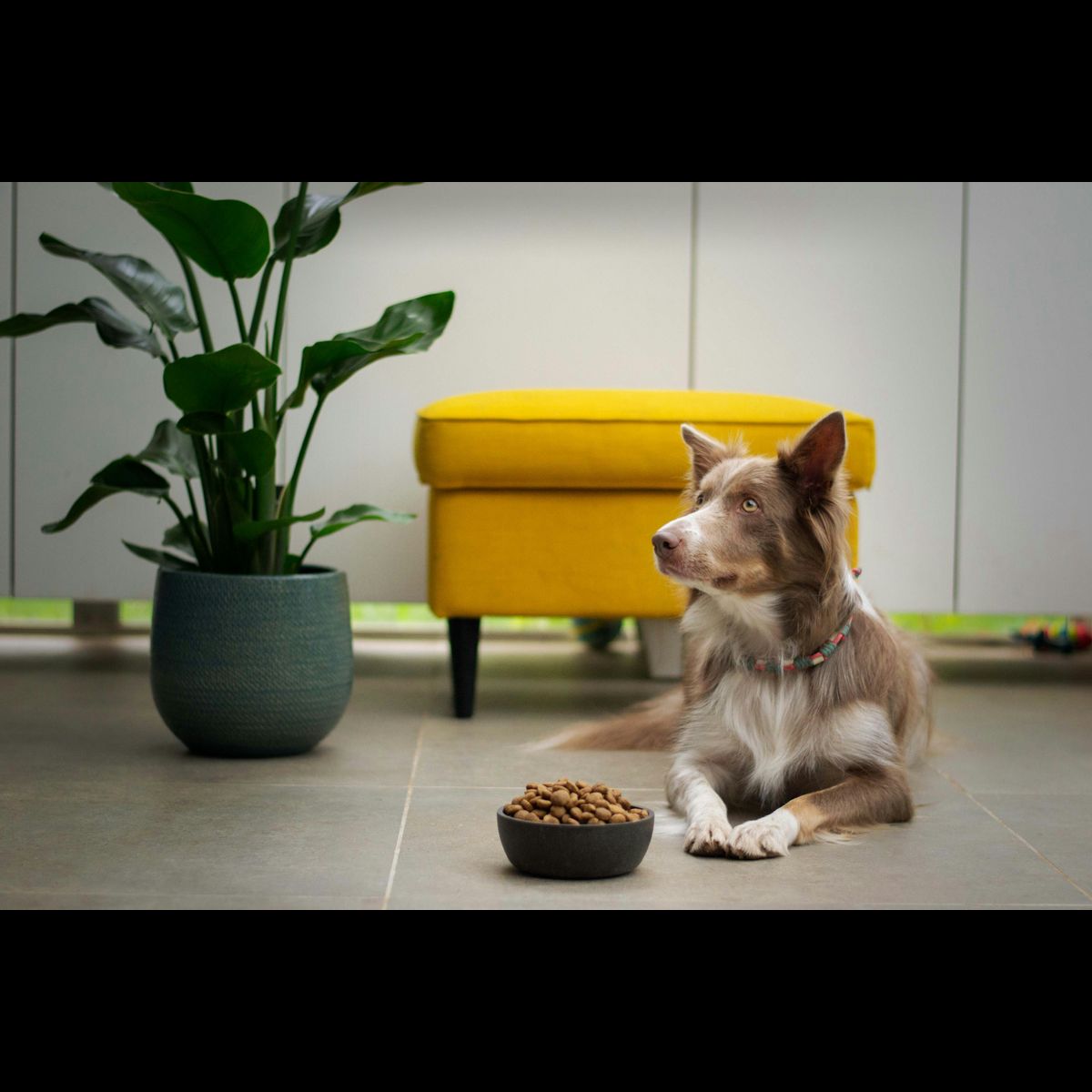 European Pet Products Report 2024 - Vimarsana News